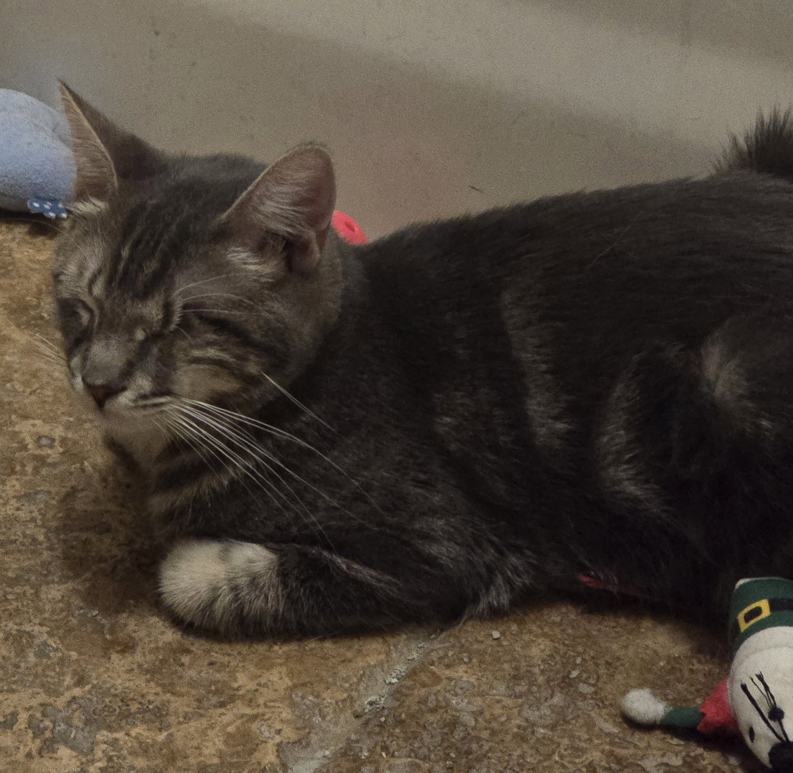 Freddy, photo 2