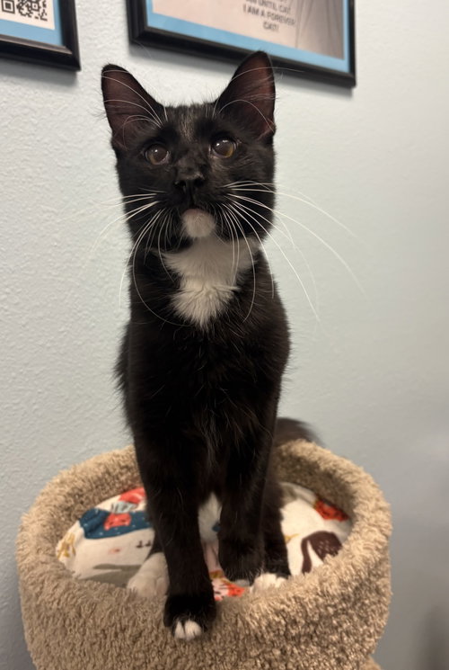 Enzo, an adoptable Domestic Short Hair in Glendale, AZ