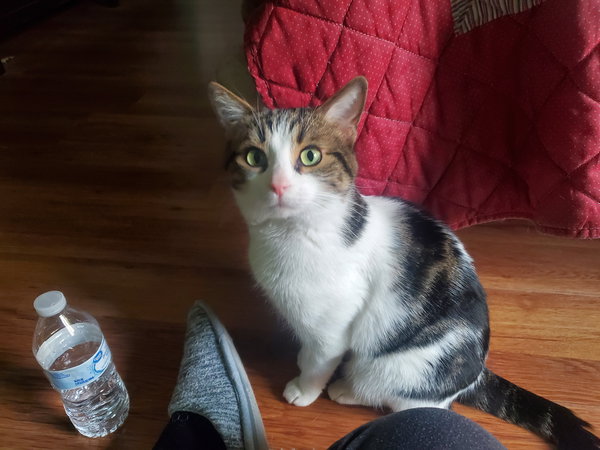 Mason (Bonded with Snowball)