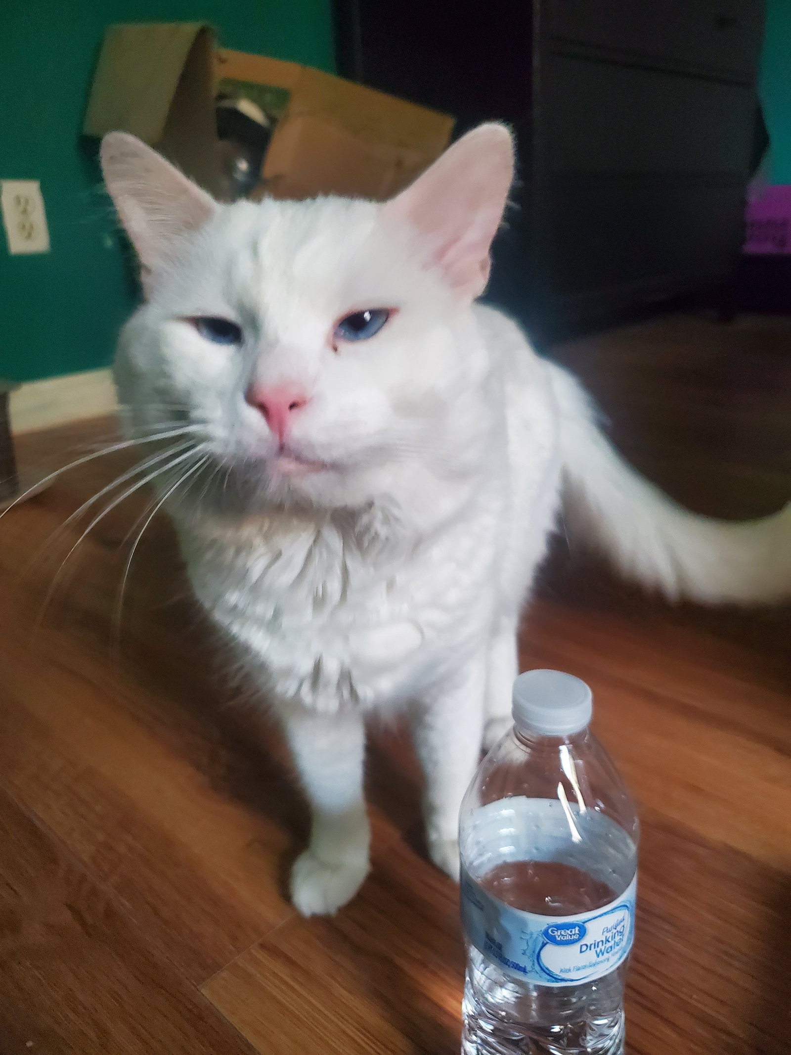 Snowball (Bonded with Mason)