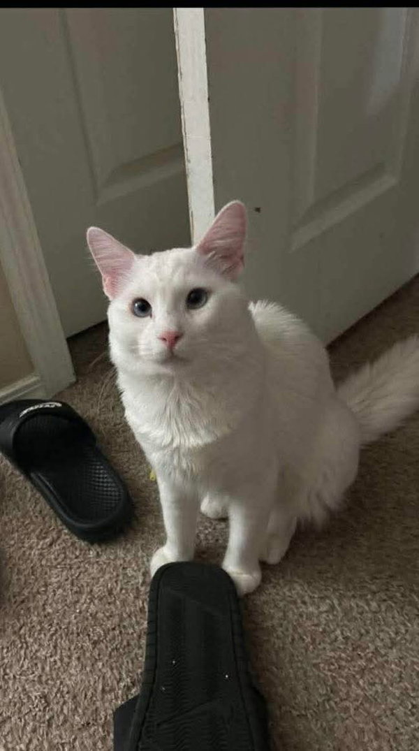 Snowball (Bonded with Mason)