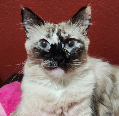 Abby Image