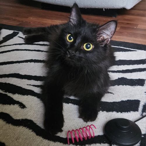Ejae, an adoptable Domestic Long Hair in Glendale, AZ