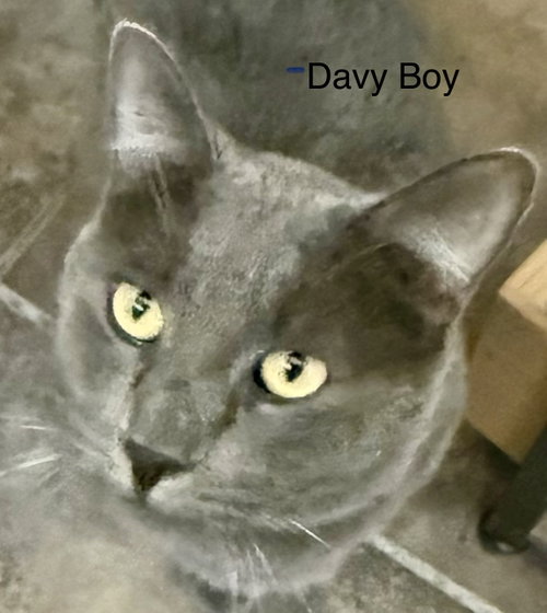 Davey Boy (FIV+)