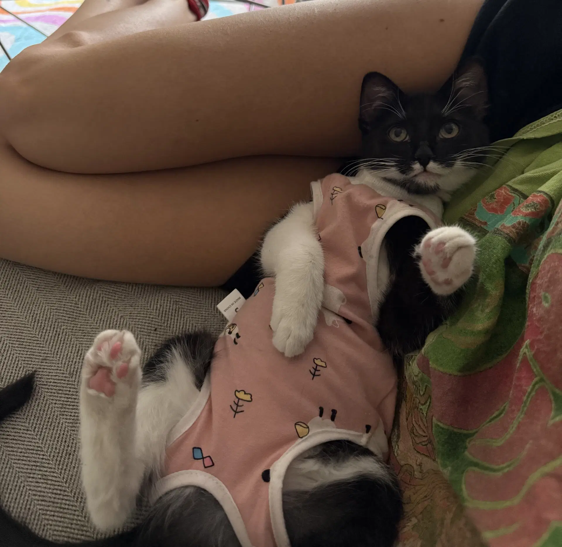 Otter - Domestic Short Hair