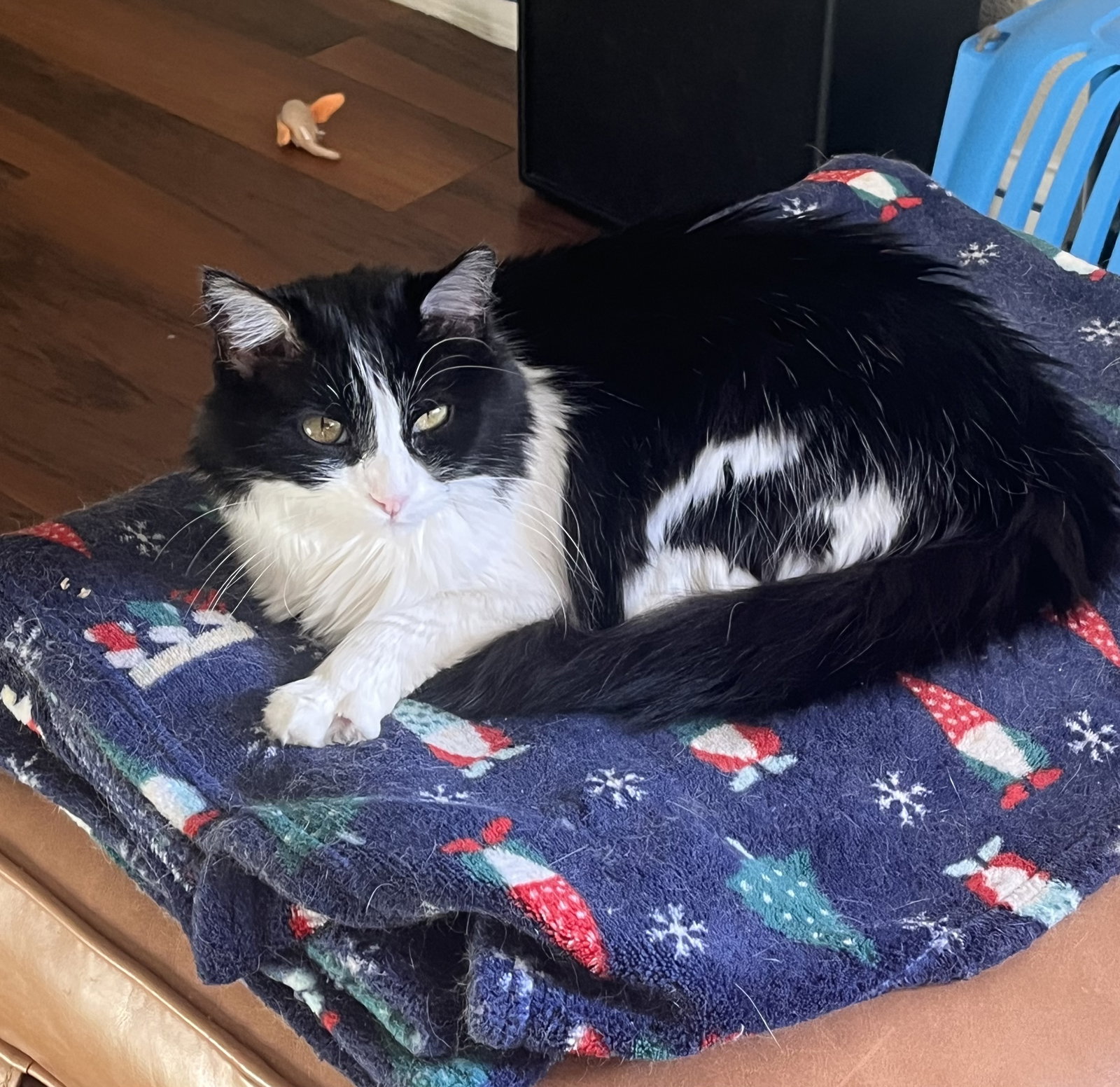 Mabel (fiv)