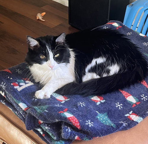 Mabel (fiv), an adoptable Domestic Medium Hair in Glendale, AZ