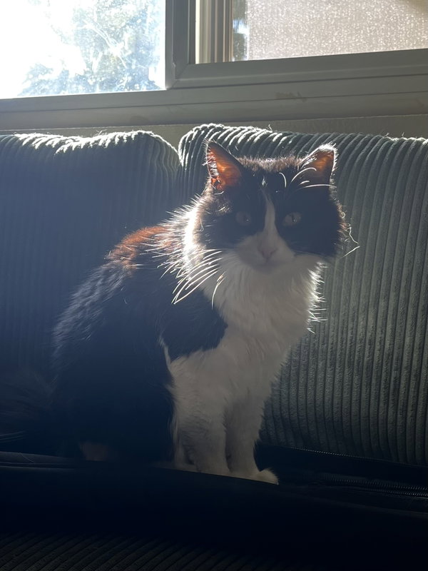 Mabel (fiv)