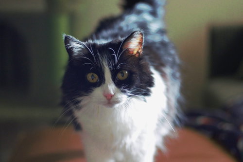 Mabel (FIV+), a cat for adoption from Kneading Kitty's Rescue