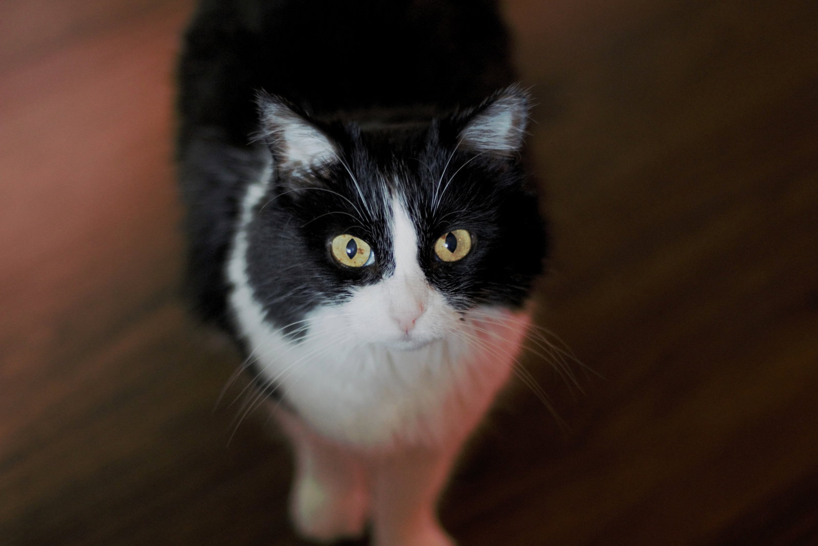 Mabel (FIV+), photo 2