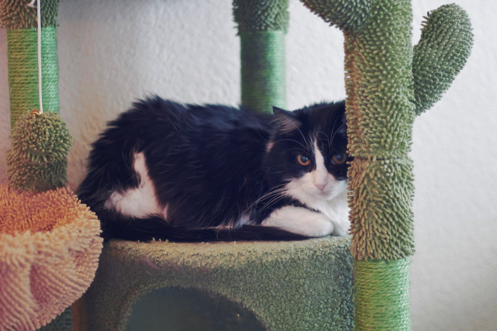 Mabel (FIV+), photo 3