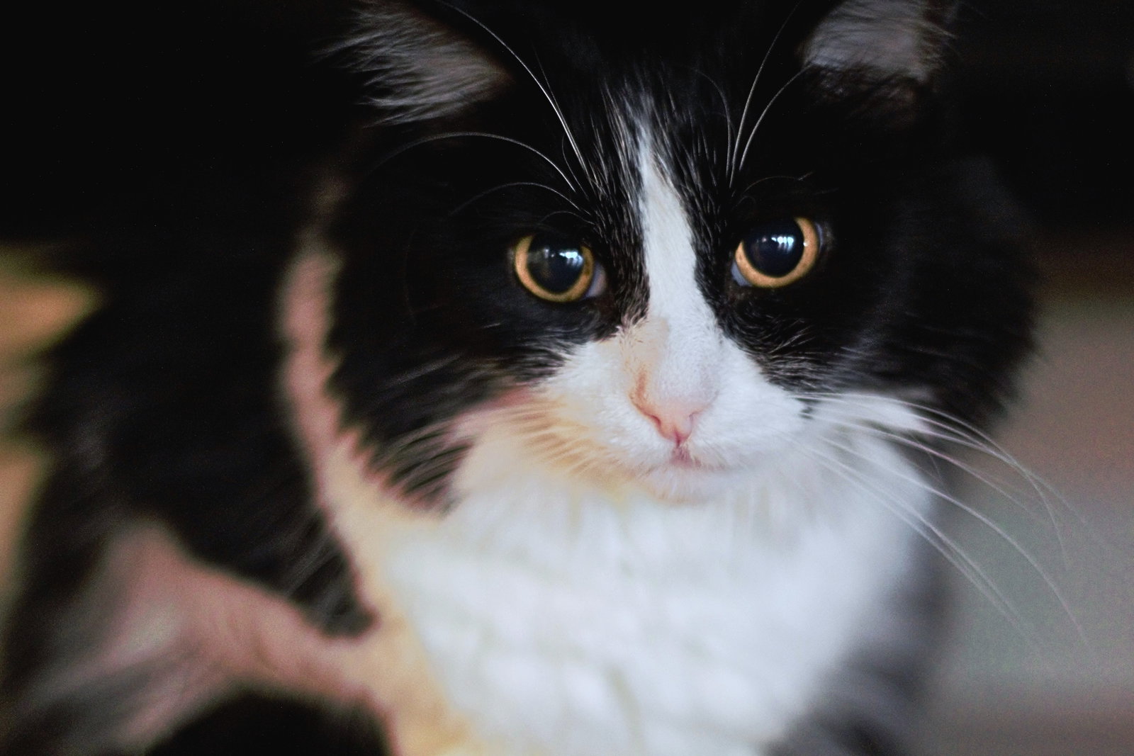 Mabel (FIV+), photo 4