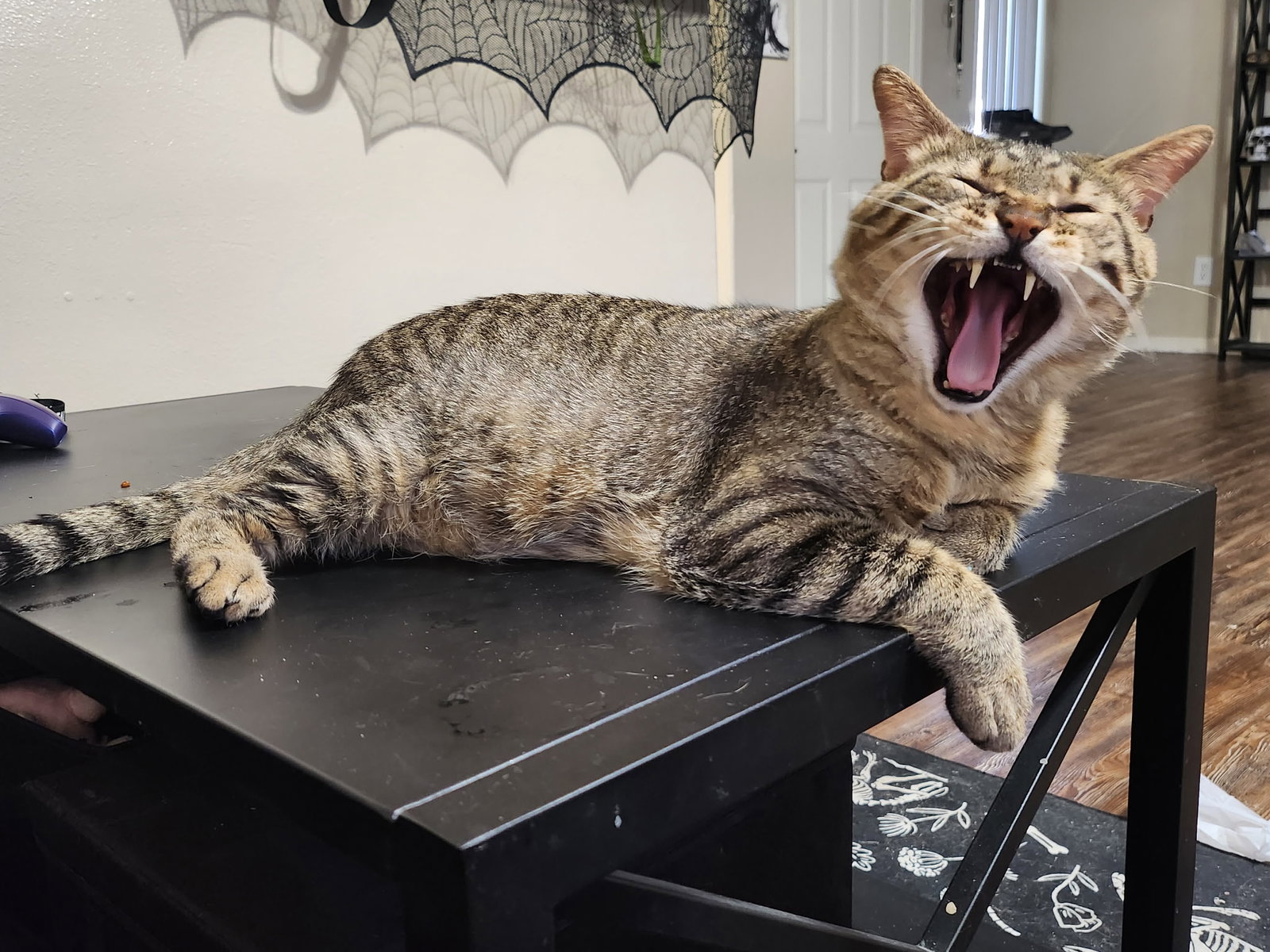 Biscuit (FIV+), photo 2