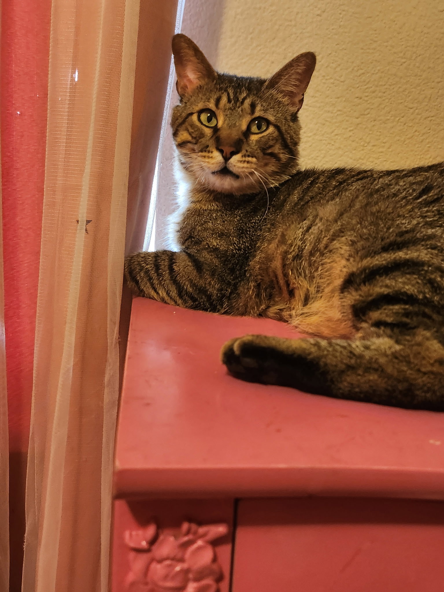 Biscuit (FIV+), photo 3