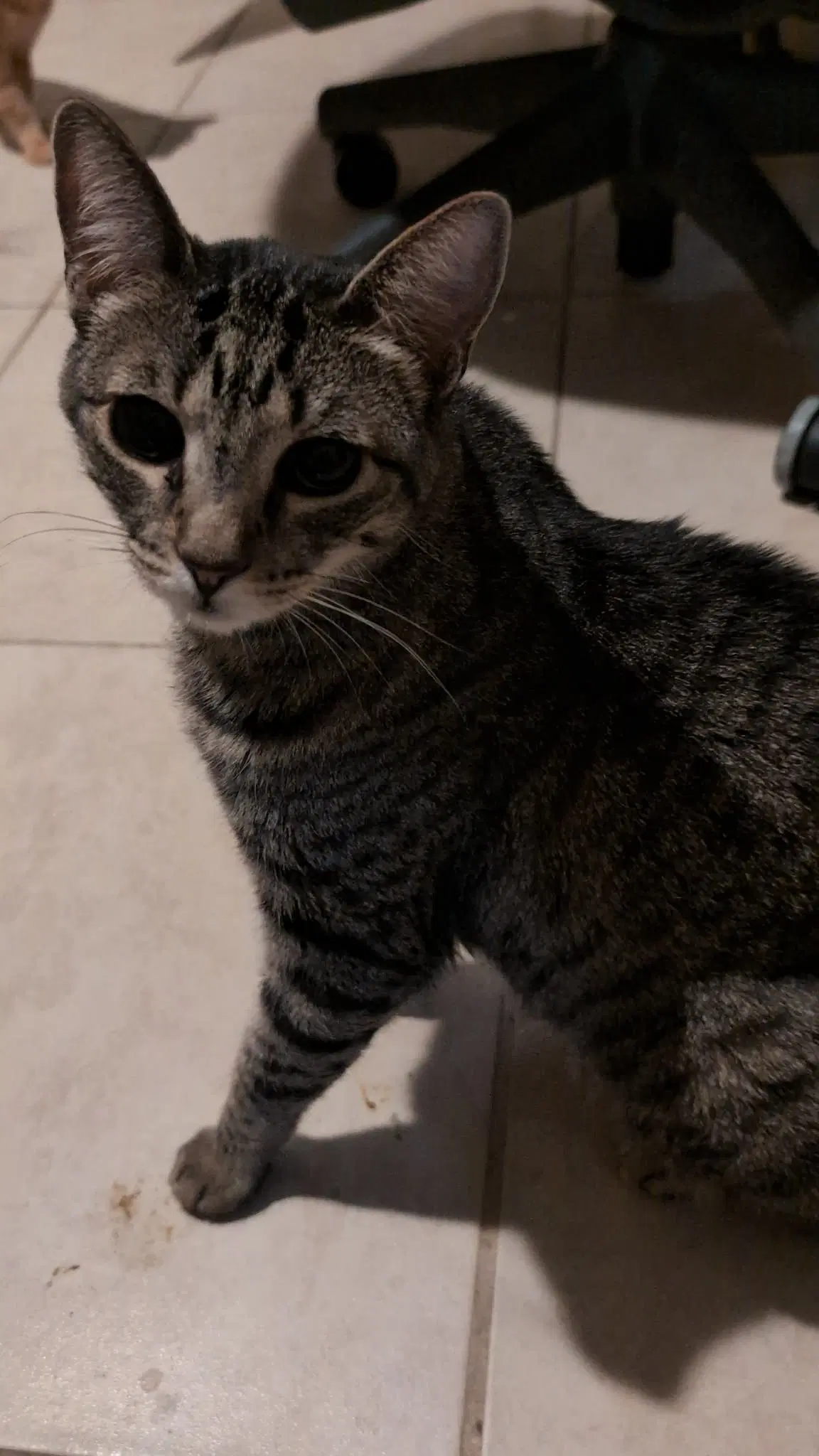 Lady - Domestic Short Hair