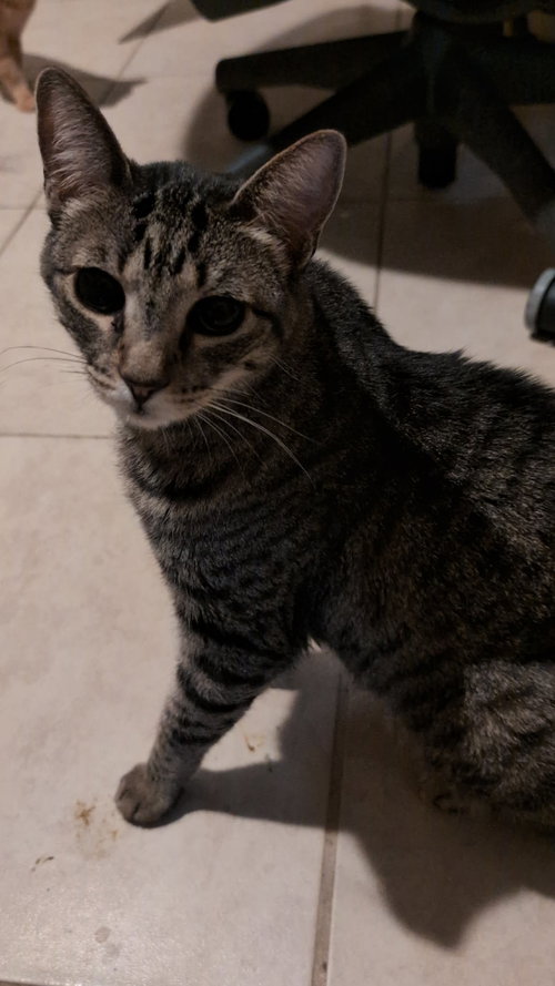 Lady, a cat for adoption from Kneading Kitty's Rescue