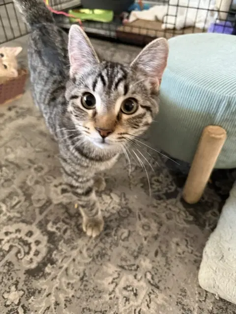 Piper - Domestic Medium Hair