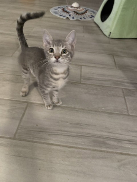Penny