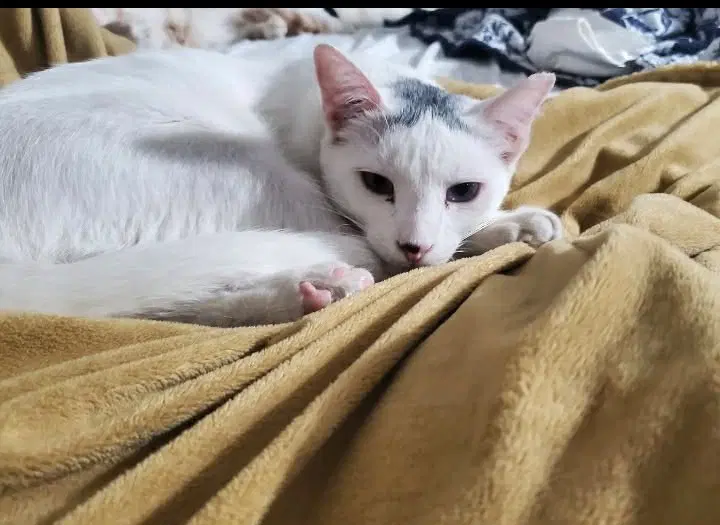 Bowiespike - Domestic Short Hair