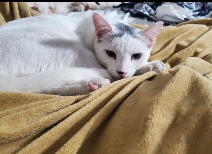 Bowiespike
