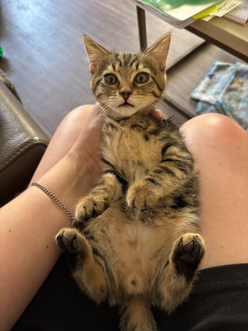 Zak