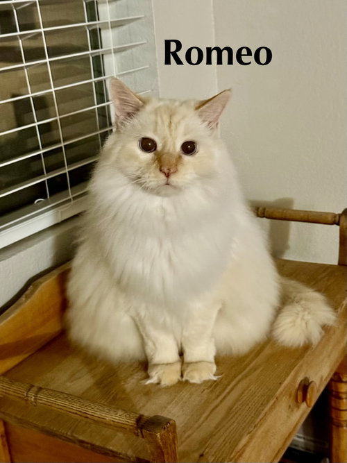 Romeo