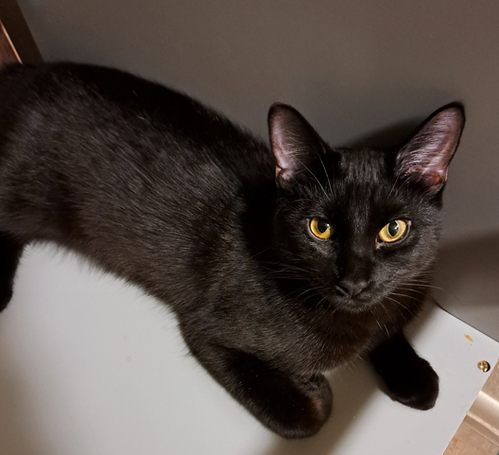 Sammy