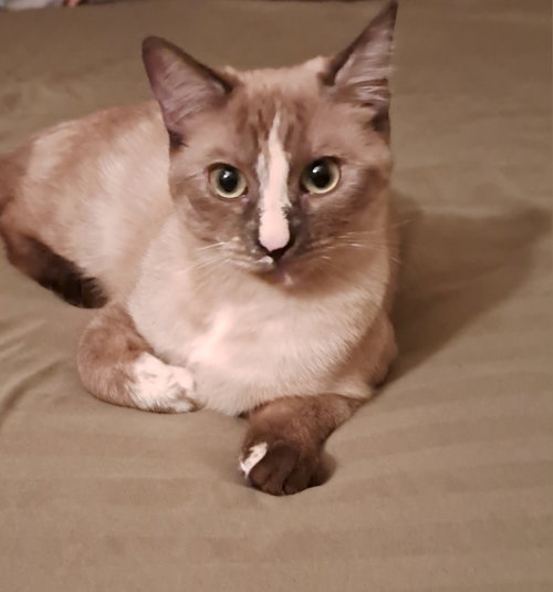 Mikki