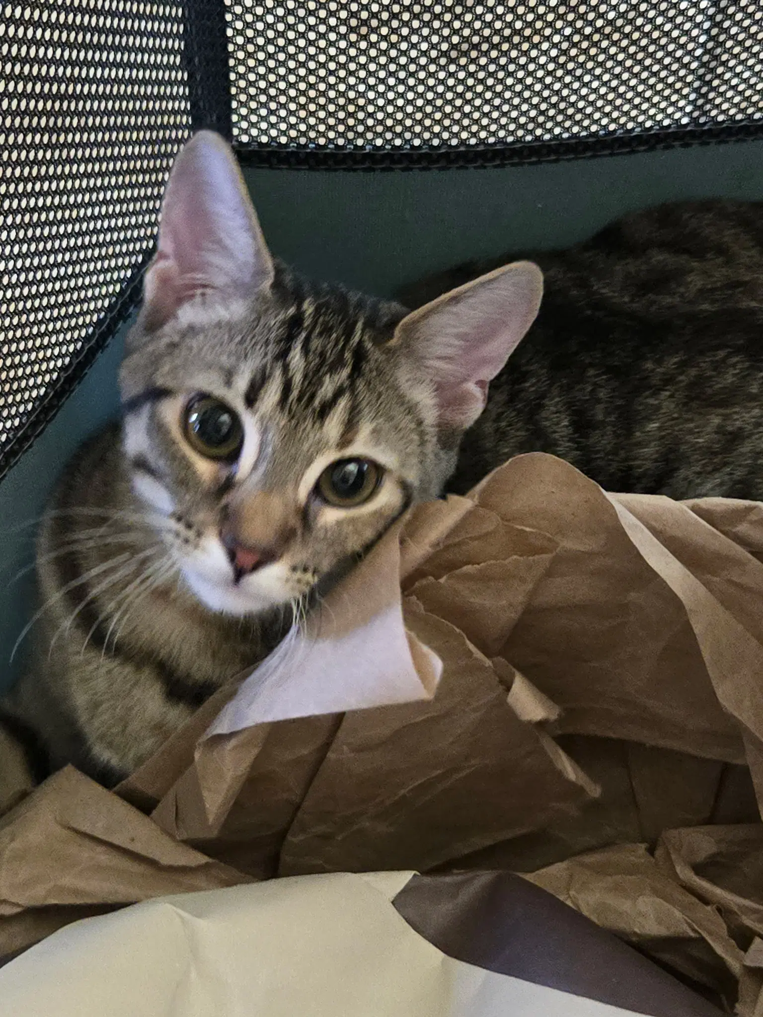 Tank - Domestic Short Hair