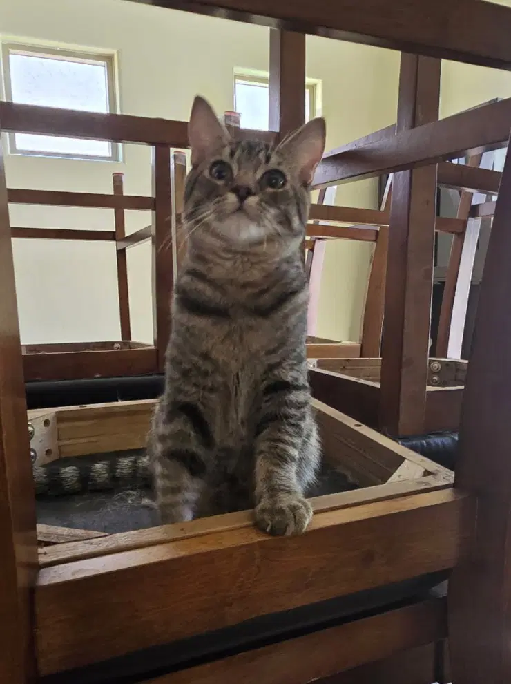 Neo - Domestic Short Hair