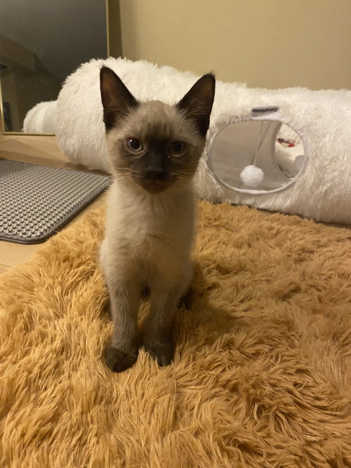 Isla