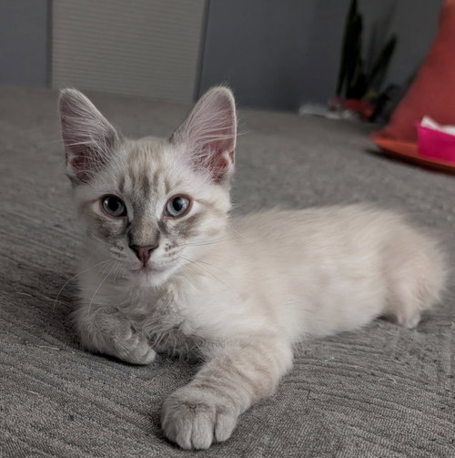 Dumb Dumb, an adoptable Siamese in Glendale, AZ