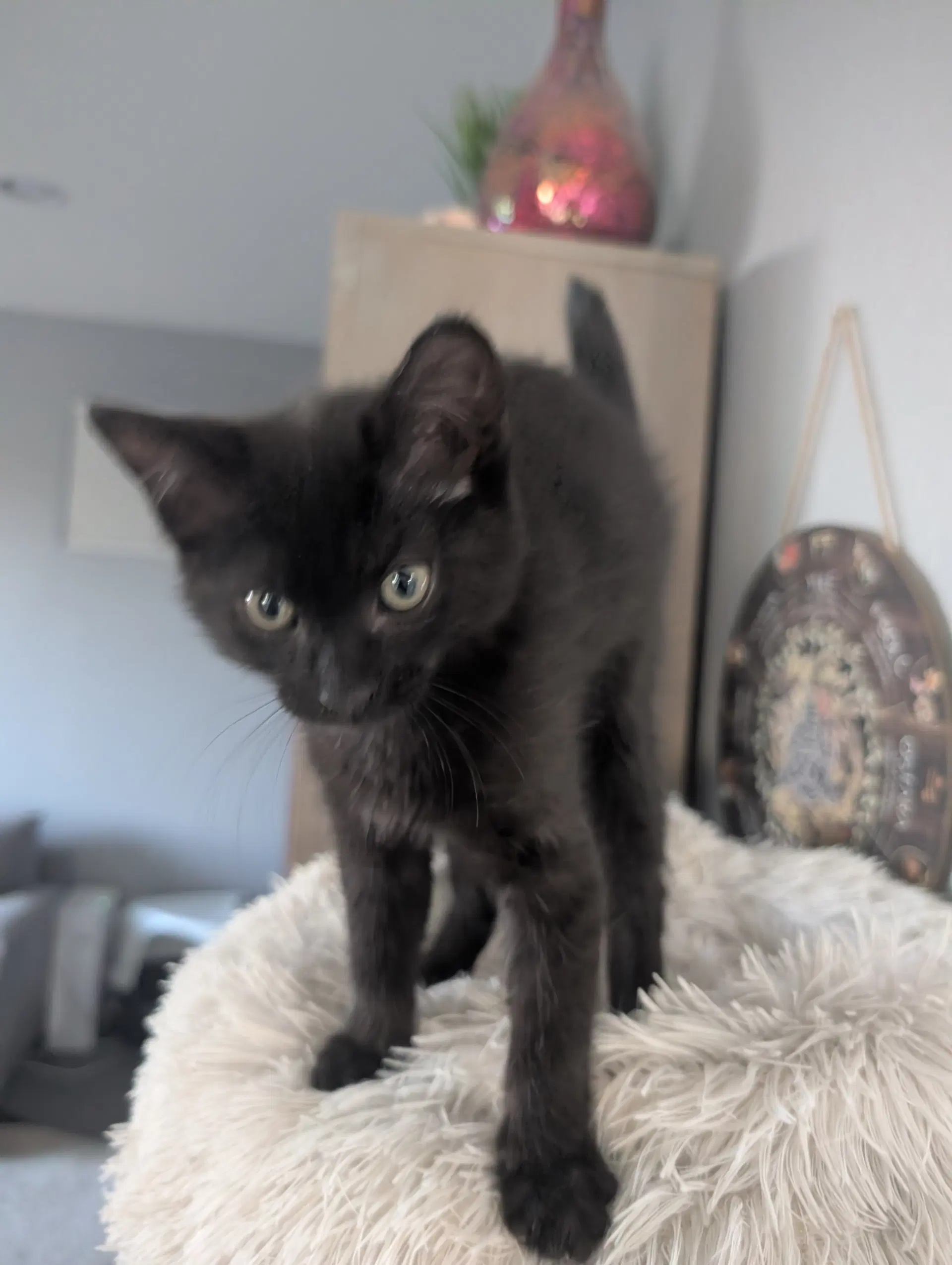 Decrepit Deb - Domestic Short Hair