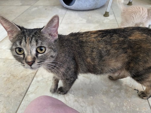 Willow, Adult Domestic Short Hair (short coat), cat for adoption in Glendale, Arizona