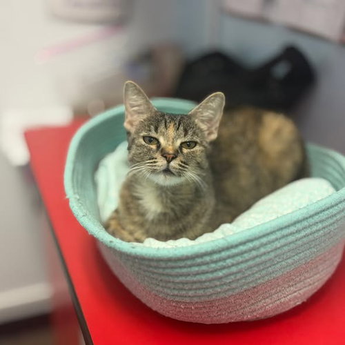 Willow, Adult Domestic Short Hair (short coat), cat for adoption in Goodyear, Arizona