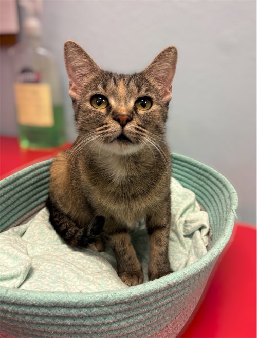 Willow, an adoptable Domestic Short Hair in Glendale, AZ