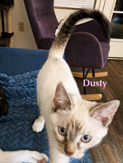 DUSTY