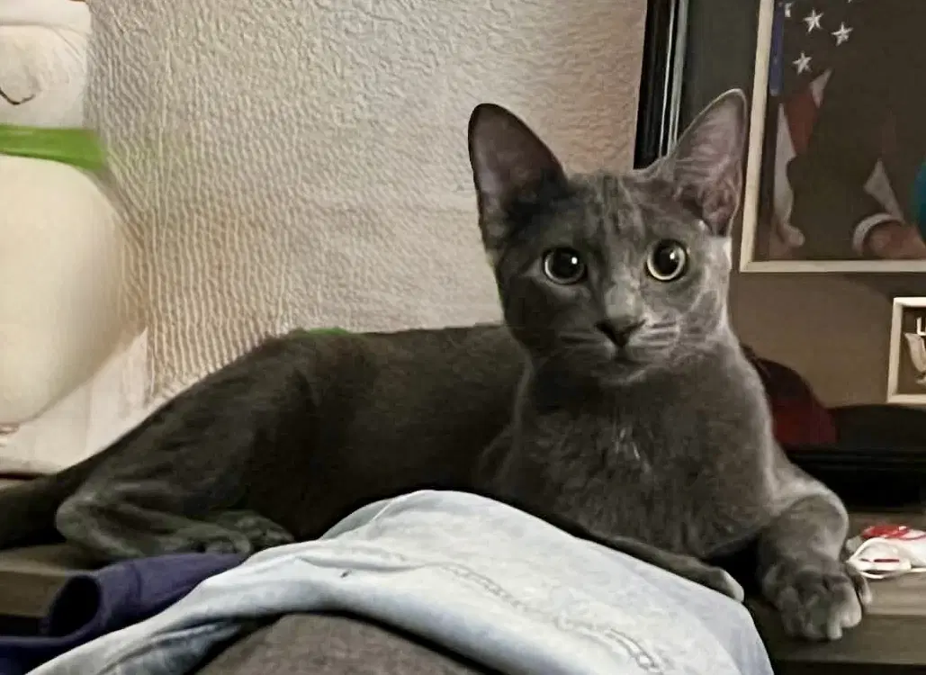 Ash - Domestic Short Hair