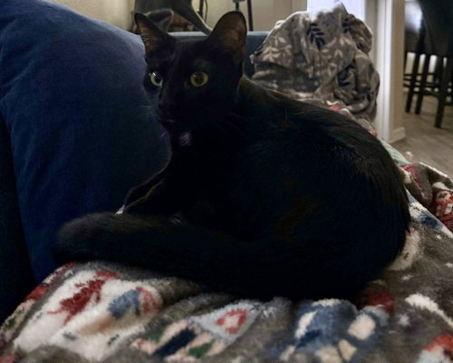 Luna photo 2