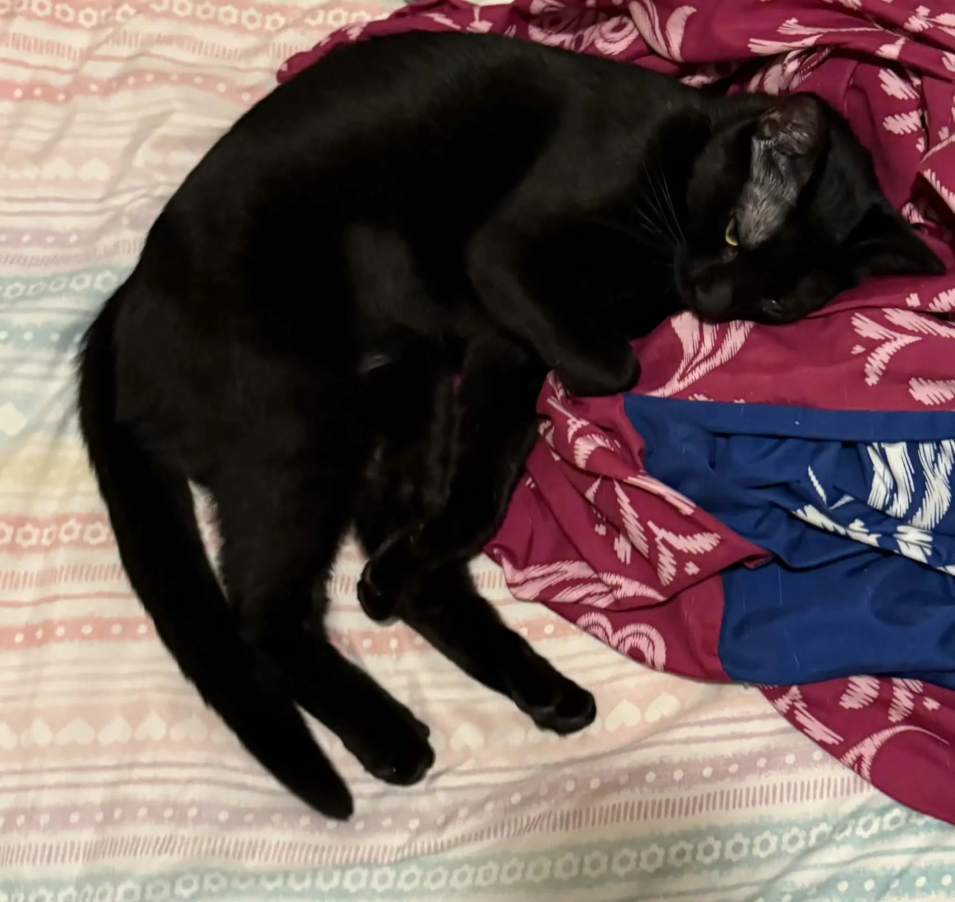 Luna - Domestic Short Hair