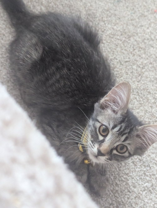 Zelda
