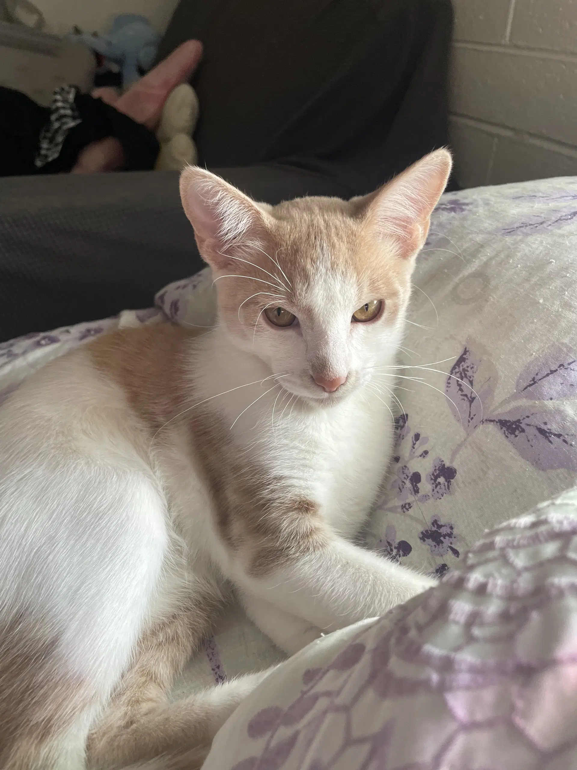 Mouse - Domestic Short Hair