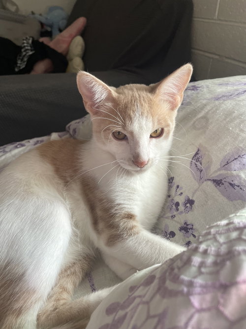 Mouse, Domestic Short Hair (short coat)