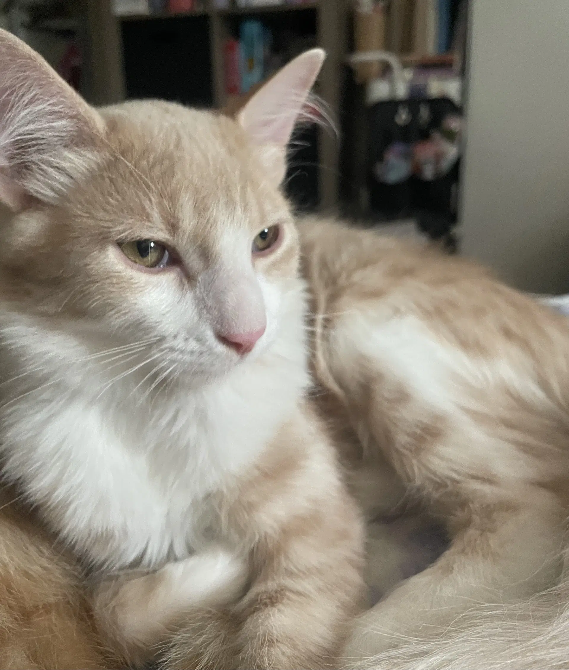Teddy - Domestic Medium Hair