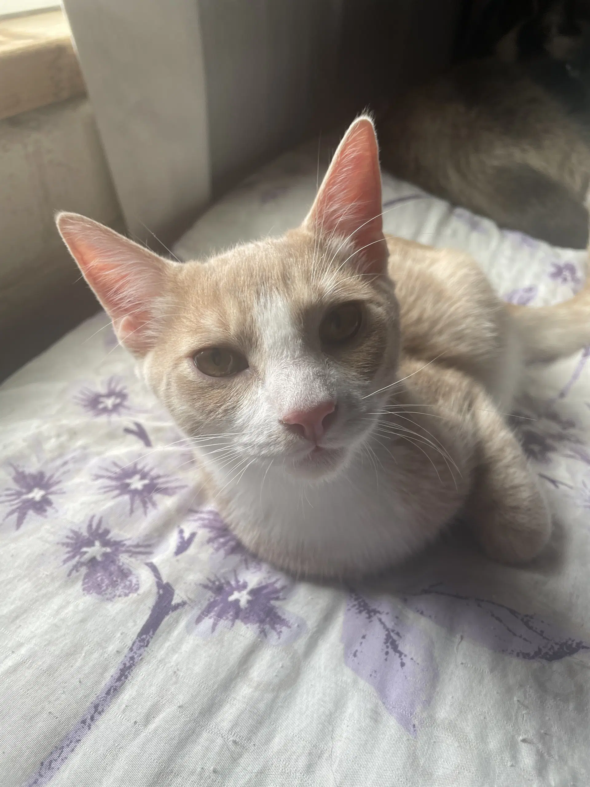 Boots - Domestic Short Hair