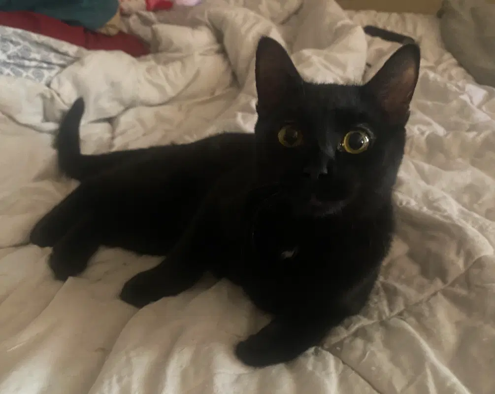 Pepper - Domestic Short Hair