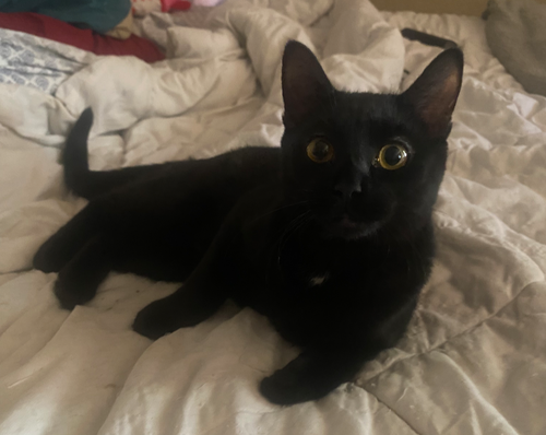 Pepper