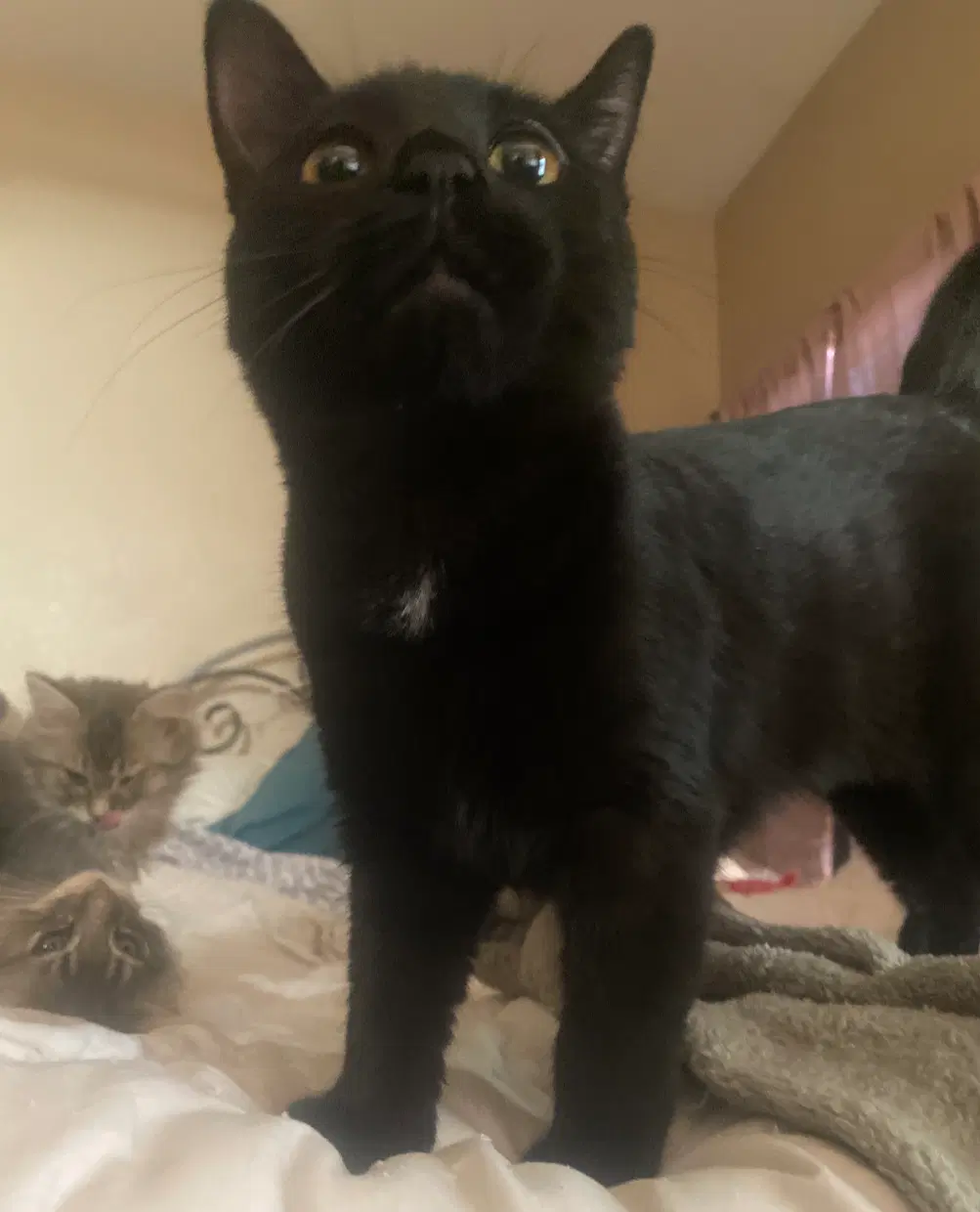 Pepper image 2