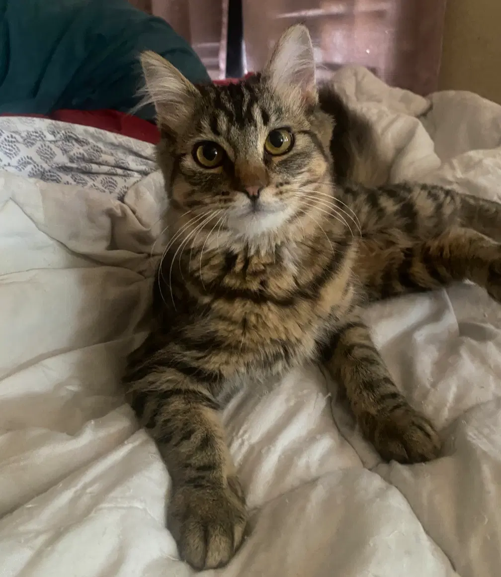 Ruby - Domestic Long Hair