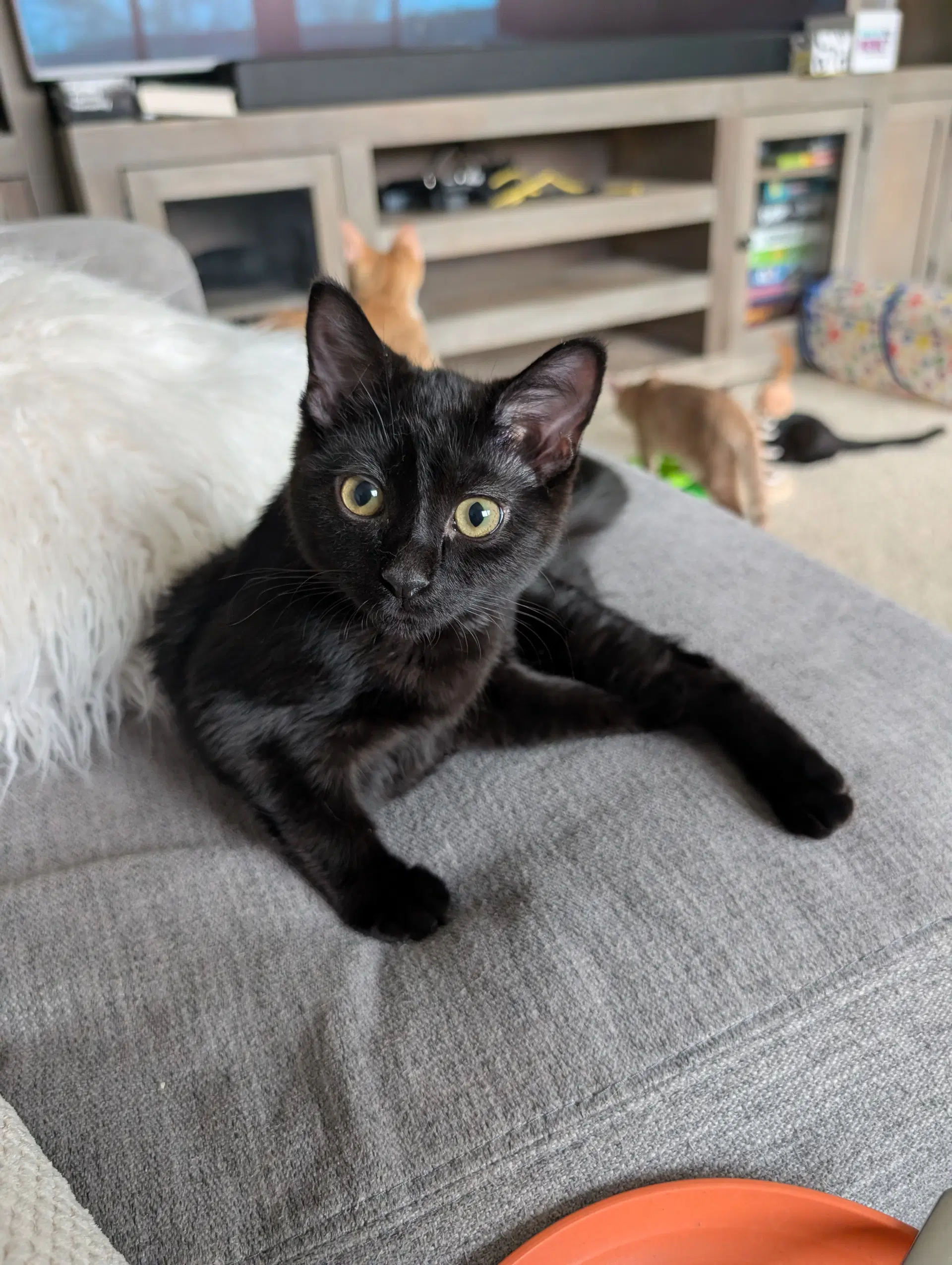 Keeks - Domestic Medium Hair